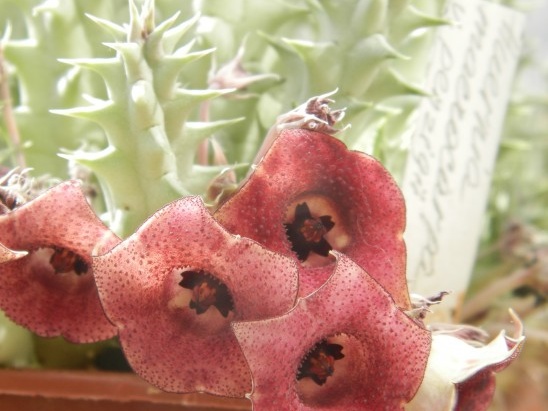 Huernia macrocarpa v  penzigii
