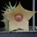 Huernia marnieriana