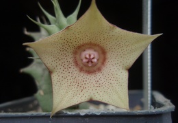 Huernia marnieriana