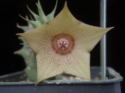 Huernia marnieriana
