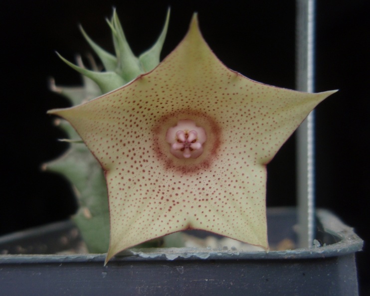 Huernia_marnieriana.jpg