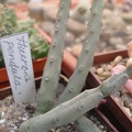 Huernia pendula