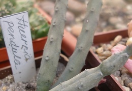 Huernia pendula