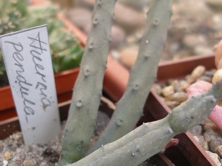 Huernia pendula