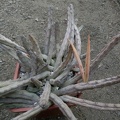 Huernia pendula seeds