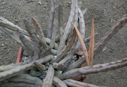 Huernia pendula seeds