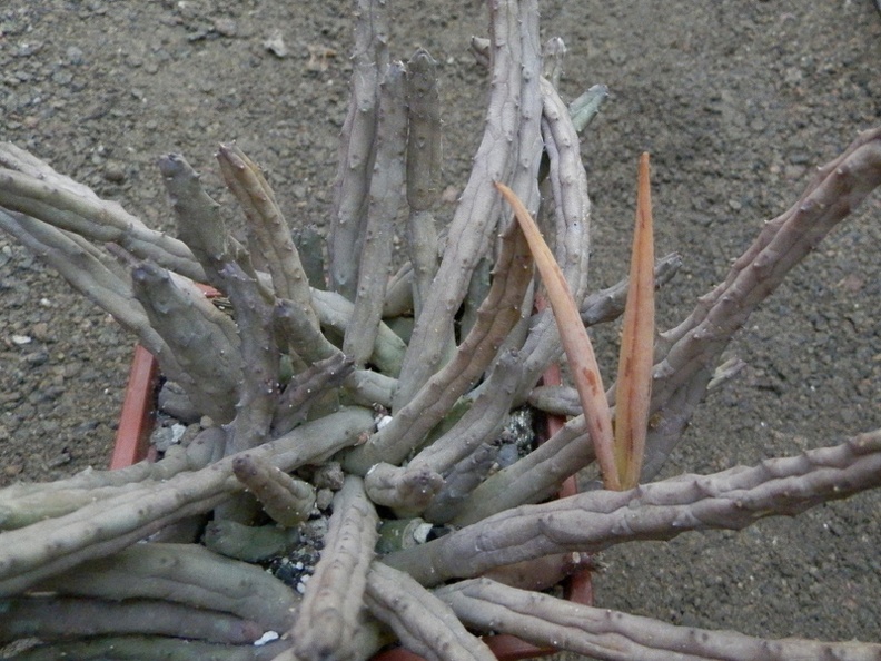 Huernia pendula seeds