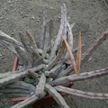 Huernia_pendula_seeds.JPG
