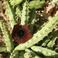 Huernia pendurata hybr. 