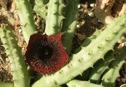 Huernia pendurata hybr. 