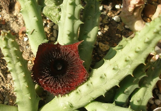 Huernia pendurata hybr. 