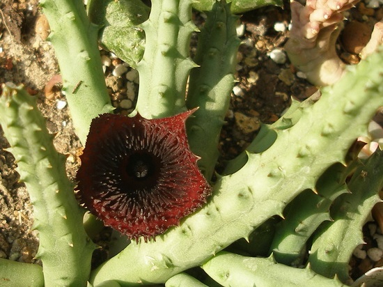 Huernia pendurata hybr. 