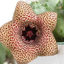 Huernia piersii