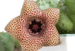 Huernia piersii