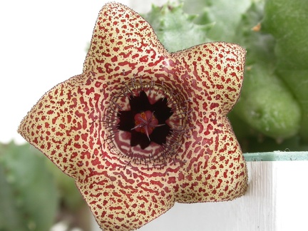 Huernia piersii