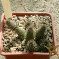 Huernia pilansii