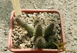 Huernia pilansii