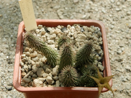 Huernia pilansii