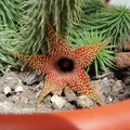 Huernia pillansii
