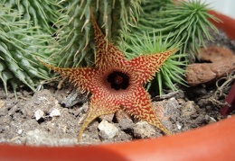 Huernia pillansii