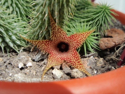 Huernia pillansii