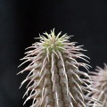 Huernia pillansii 001