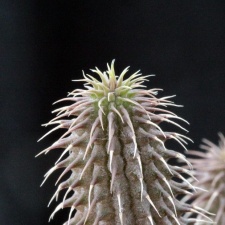Huernia pillansii 001