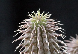 Huernia pillansii 001