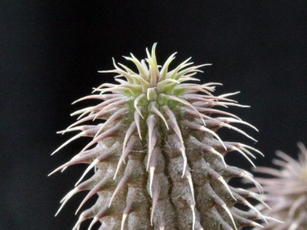 Huernia pillansii 001