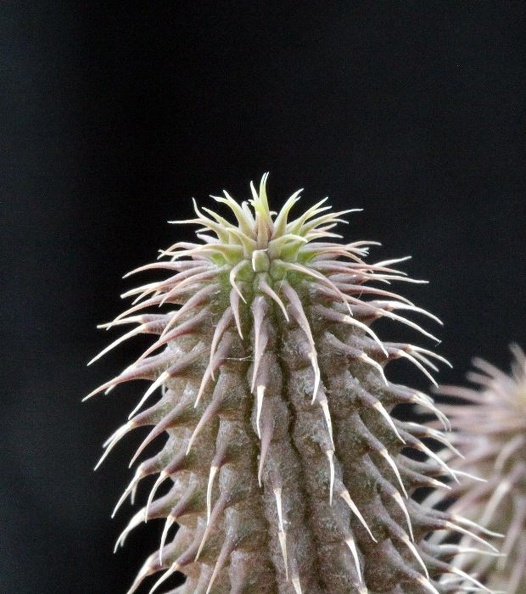 Huernia_pillansii_001.jpg