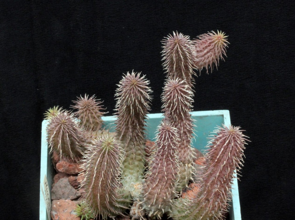 Huernia pillansii 002