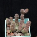 Huernia pillansii 002