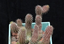 Huernia pillansii 002
