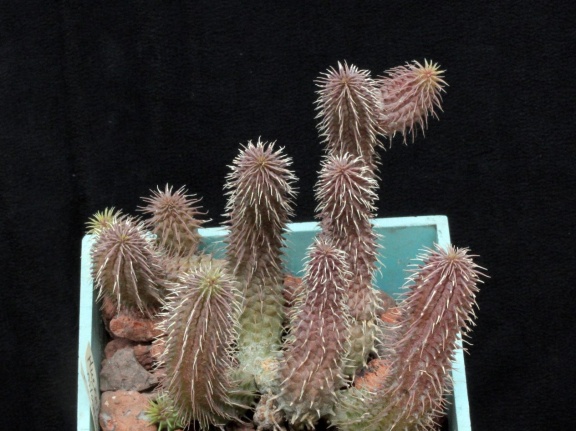 Huernia pillansii 002