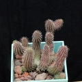 Huernia_pillansii_002.jpg