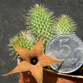 Huernia pillansii Kovtun88