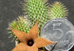 Huernia pillansii Kovtun88