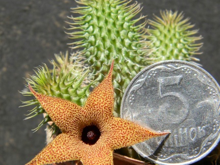 Huernia pillansii Kovtun88