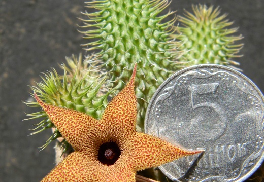 Huernia pillansii Kovtun88