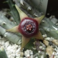 Huernia procumbens