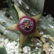 Huernia procumbens
