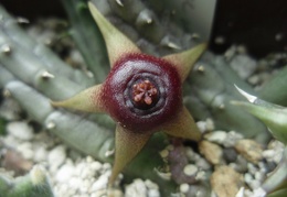 Huernia procumbens