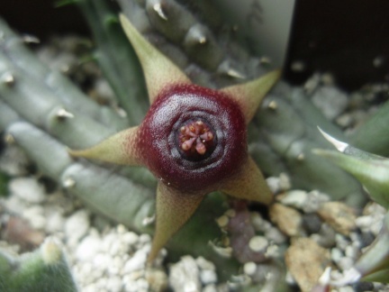Huernia procumbens