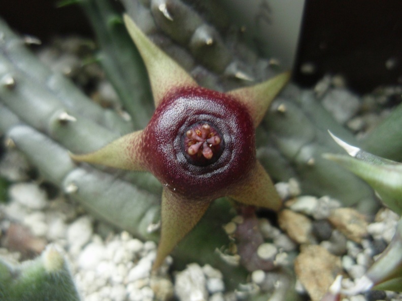 Huernia procumbens