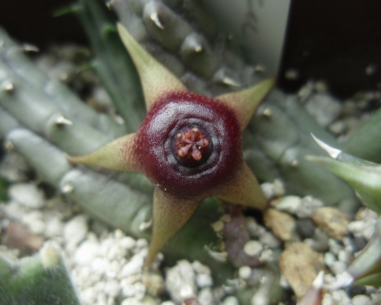 Huernia_procumbens.jpg