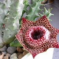 Huernia reticulata ES-3634