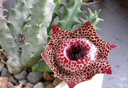 Huernia reticulata ES-3634