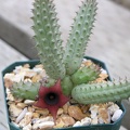 Huernia schneideriana pl