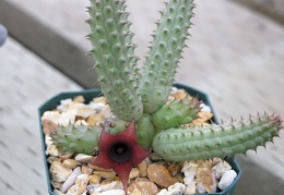 Huernia schneideriana pl
