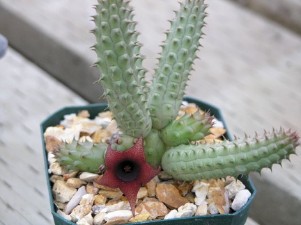 Huernia schneideriana pl